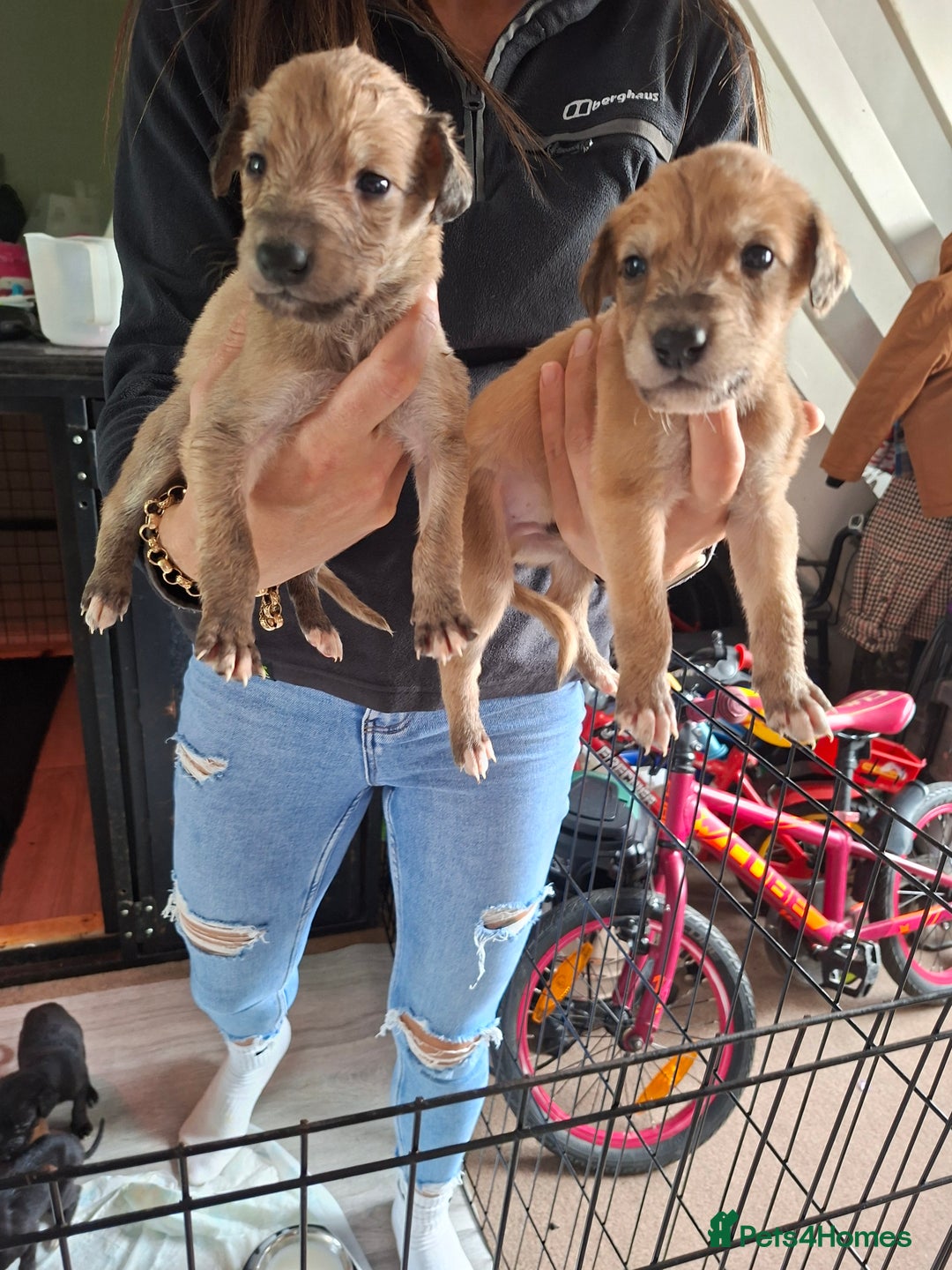Mixed Breed dogs for sale: Saluki/lurcher puppys  - Image 3