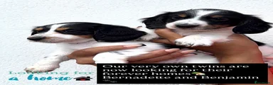 Miniature Dachshund 7