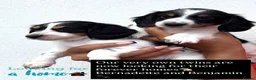 Miniature Dachshund dogs for sale: KC short haired and long haired puppies  - Advert 14