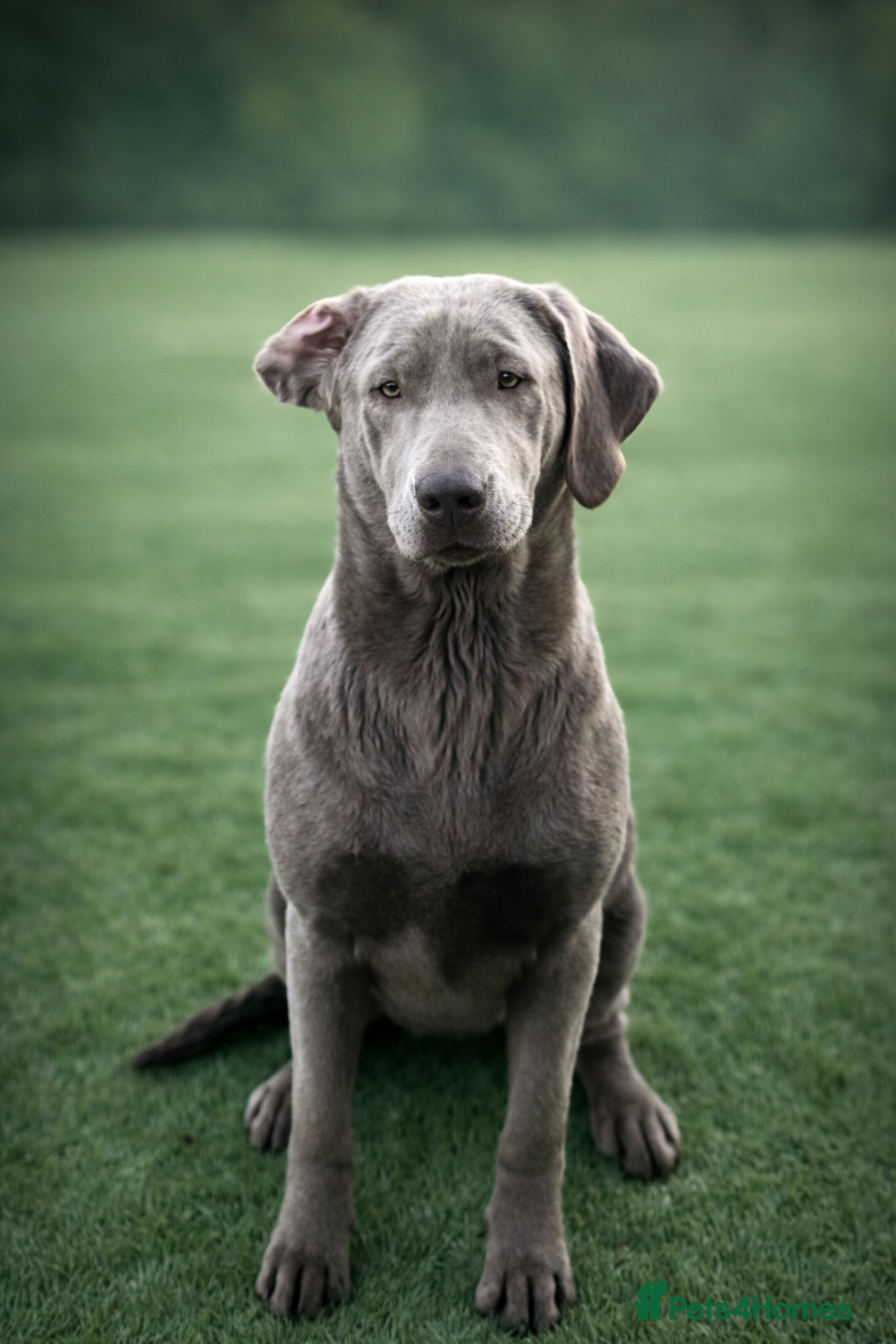 Labrador Retriever dogs Beautiful Labrador Retriever Puppies KC Registered - Advert 1