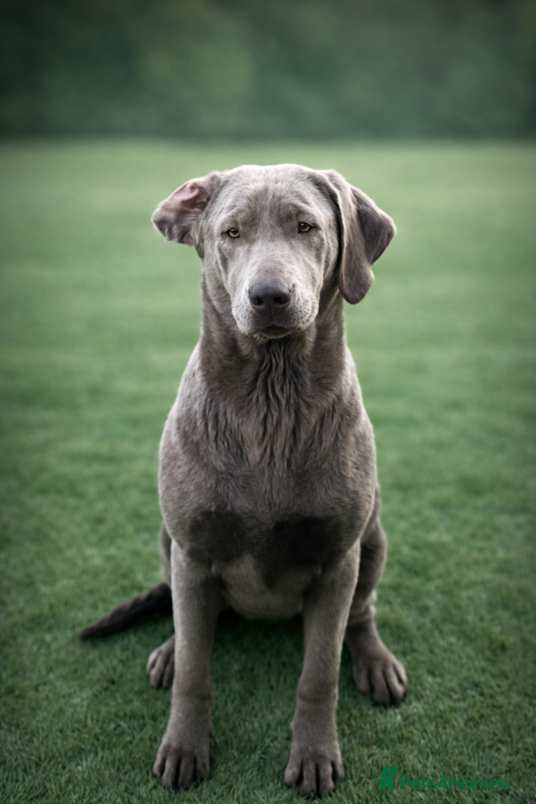 Labrador Retriever dogs for sale: Beautiful Labrador Retriever Puppies KC Registered - Advert 3