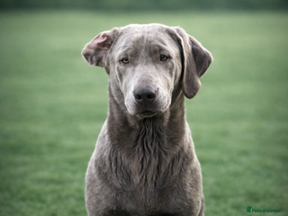 Labrador Retriever dogs Beautiful Labrador Retriever Puppies KC Registered - Advert 1