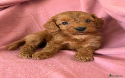 Cockapoo dogs for sale: Beautiful fox red cockapoo - Image 9
