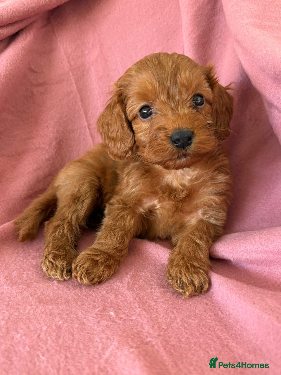 Cockapoo dogs for sale: Beautiful fox red cockapoo - Image 9
