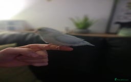 Parrots birds for sale: 8 week old hand reared baby parrotlets - Advert 5