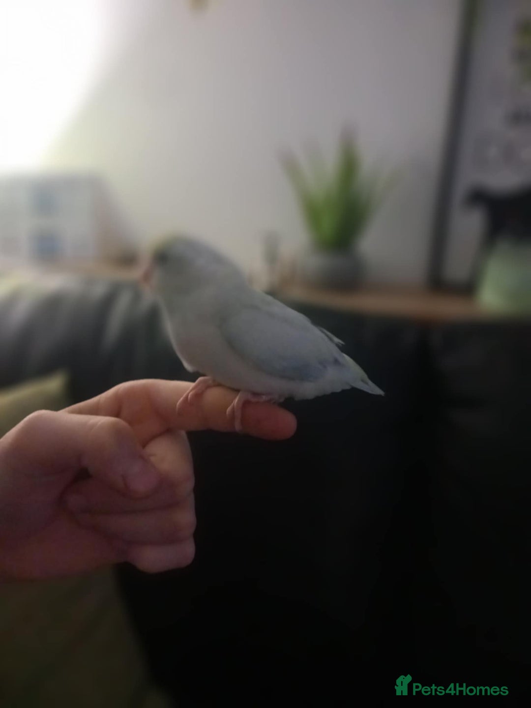 Parrots birds for sale: 8 week old hand reared baby parrotlets - Advert 5