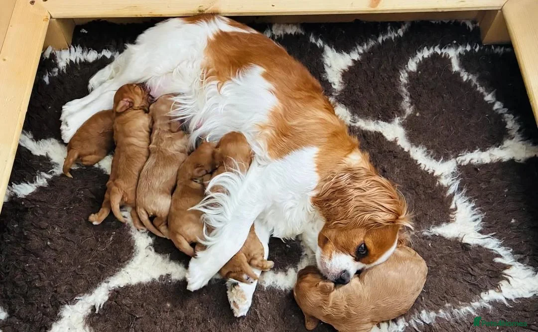 Cavapoo dogs for sale: Gorgeous Ruby & Golden Cavapoo Puppies for sale. - Advert 1