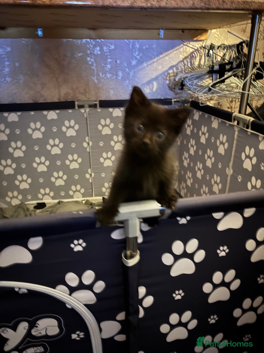 Mixed Breed cats for sale: READY NOW  - Advert 17