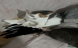 Domestic Shorthair cats for sale: REHOME 1 YR OLD FEMALES - Image 4