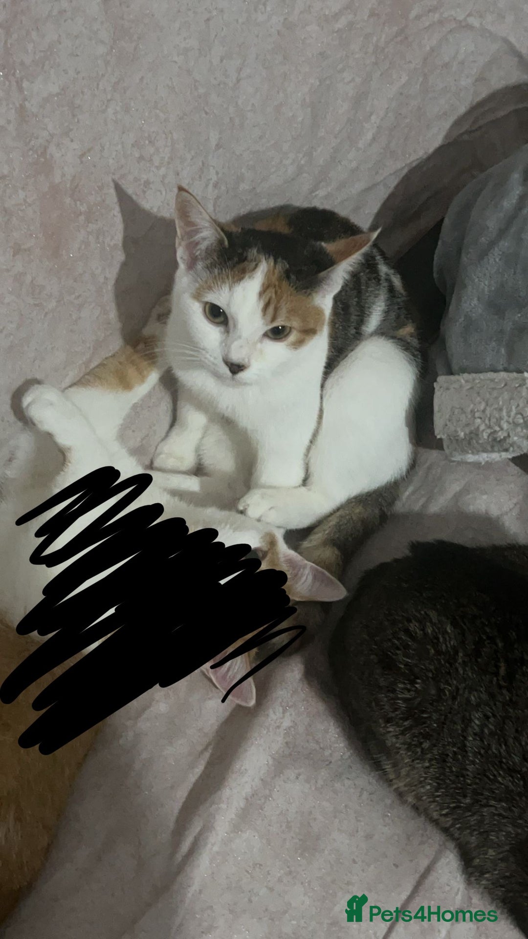 Domestic Shorthair cats for sale: REHOME 1 YR OLD FEMALES - Image 4