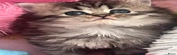 Persian cats for sale: Persian boy in Leeds - Advert 1