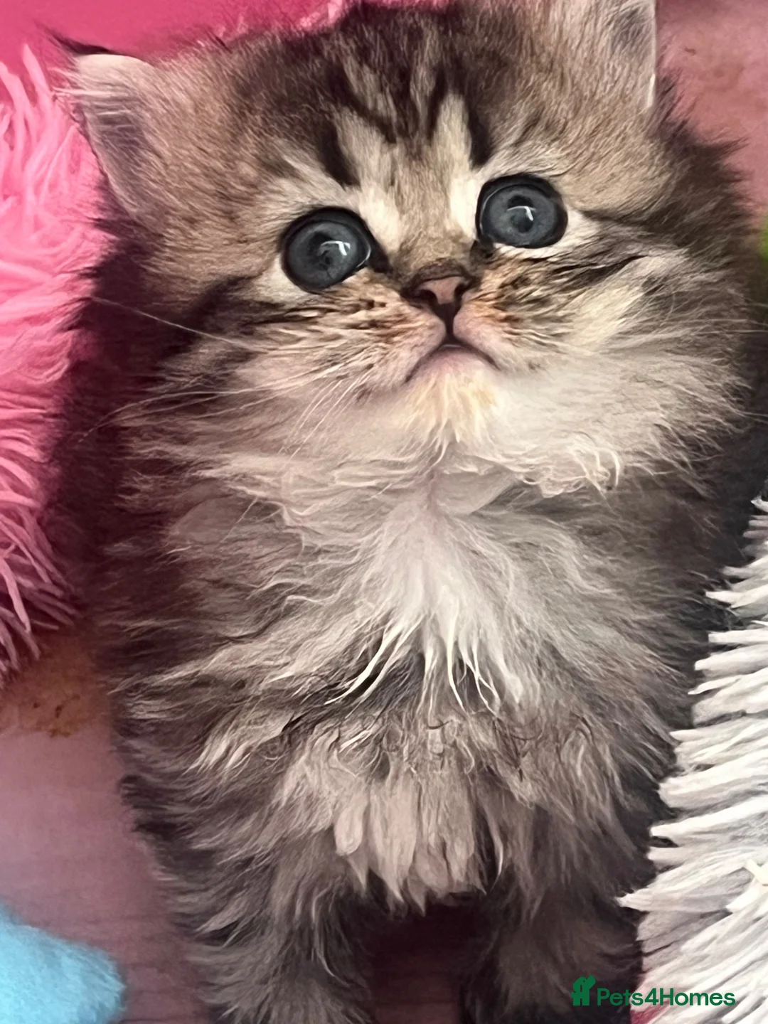 Persian cats for sale: Persian boy in Leeds - Advert 1