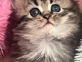 Persian cats Persian boy - Advert 2