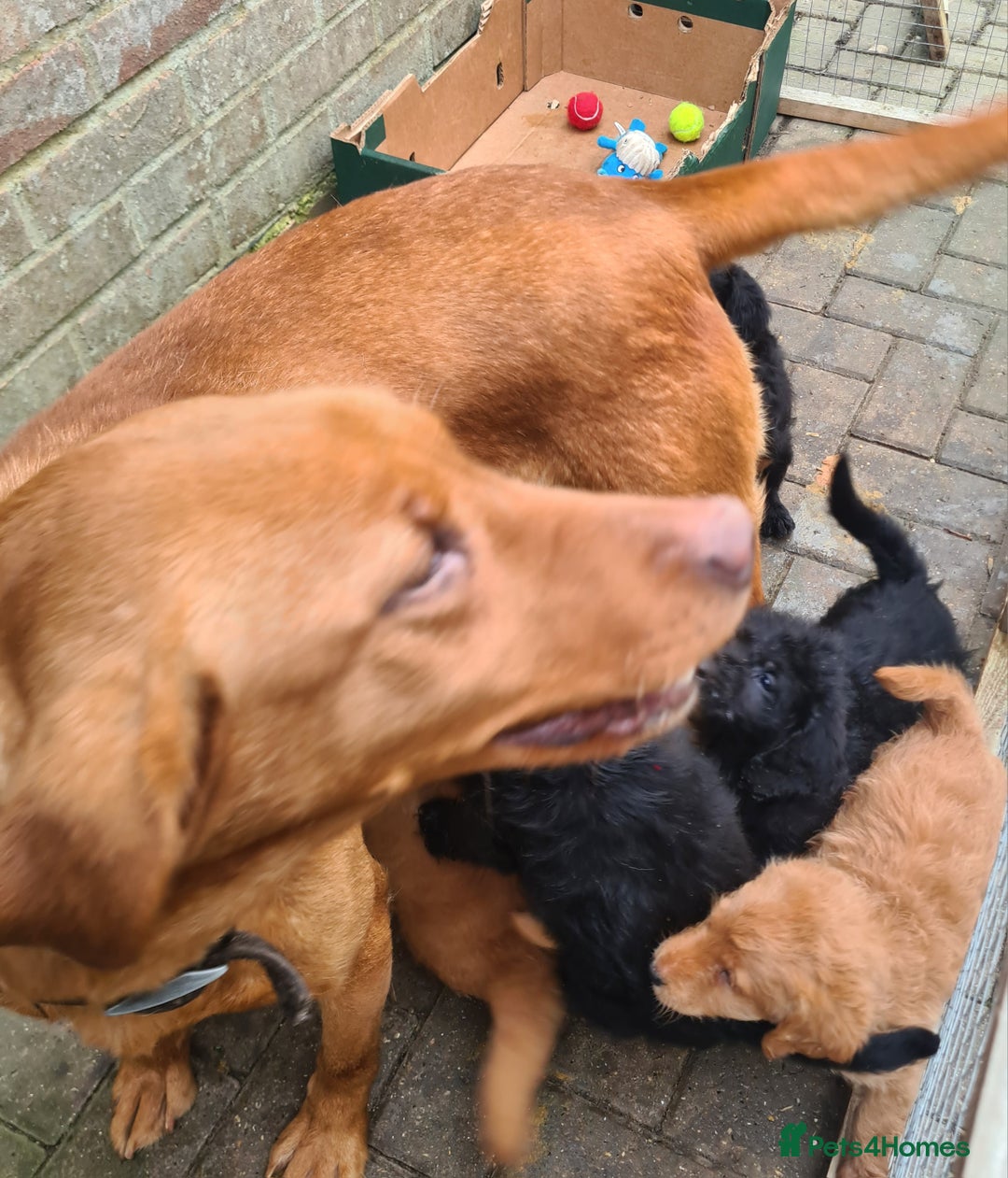 Labradoodle dogs for sale: Real life teddy bears  - Advert 1