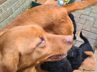 Labradoodle dogs Real life teddy bears - Advert 1