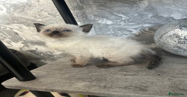 Ragdoll cats - Advert 1