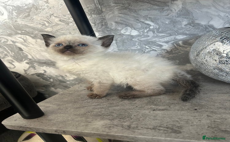Ragdoll cats - Advert 3