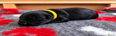 Giant Schnauzer 3