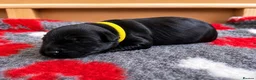 Giant Schnauzer dogs for sale: PrimaVista Giant Schnauzers in Wisbech - Advert 9