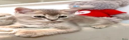 Scottish Fold cats for sale: Beautiful Scottish kitties are looking for a home  - Advert 5