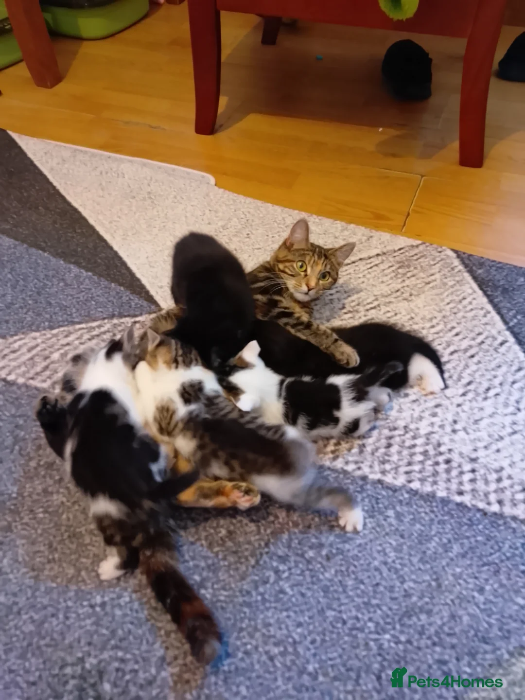 Mixed Breed cats for sale: Kitty's  in Peterborough - Advert 2