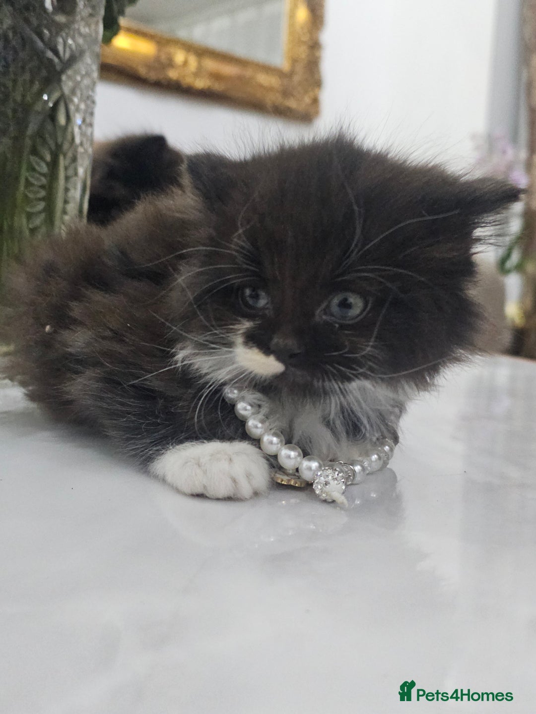 Persian cats for sale: Adorable half perian kittens available now,  - Advert 33