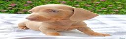 Miniature Dachshund dogs for sale: RAINBOW MINIS KC REG PRA CLEAR  - Advert 19