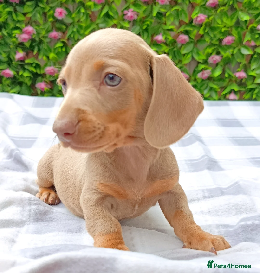 Miniature Dachshund dogs for sale: 🌈 BEAUTIFUL “RAINBOW” DACHSHUND LITTER 🌈 - Advert 29