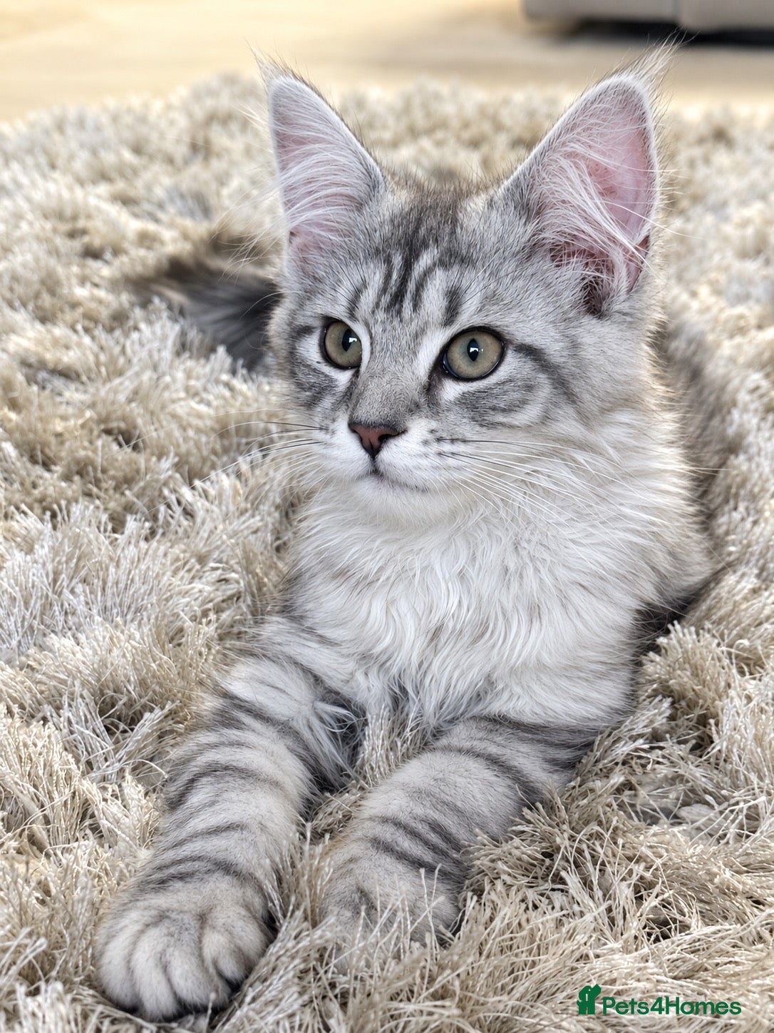 Maine Coon cats Stunning kittens - Advert 3