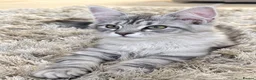 Maine Coon cats for sale: Stunning kittens - Advert 1