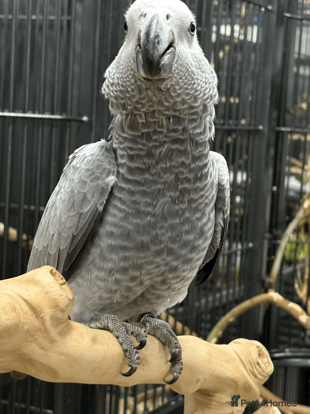 Parrots birds for sale: Gorgeous hand reared African Grey baby - Image 3
