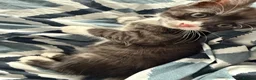 Bengal cats for sale: 🐾 Beautiful Bengal x Maine Coon Kittens 🐾 - Advert 29