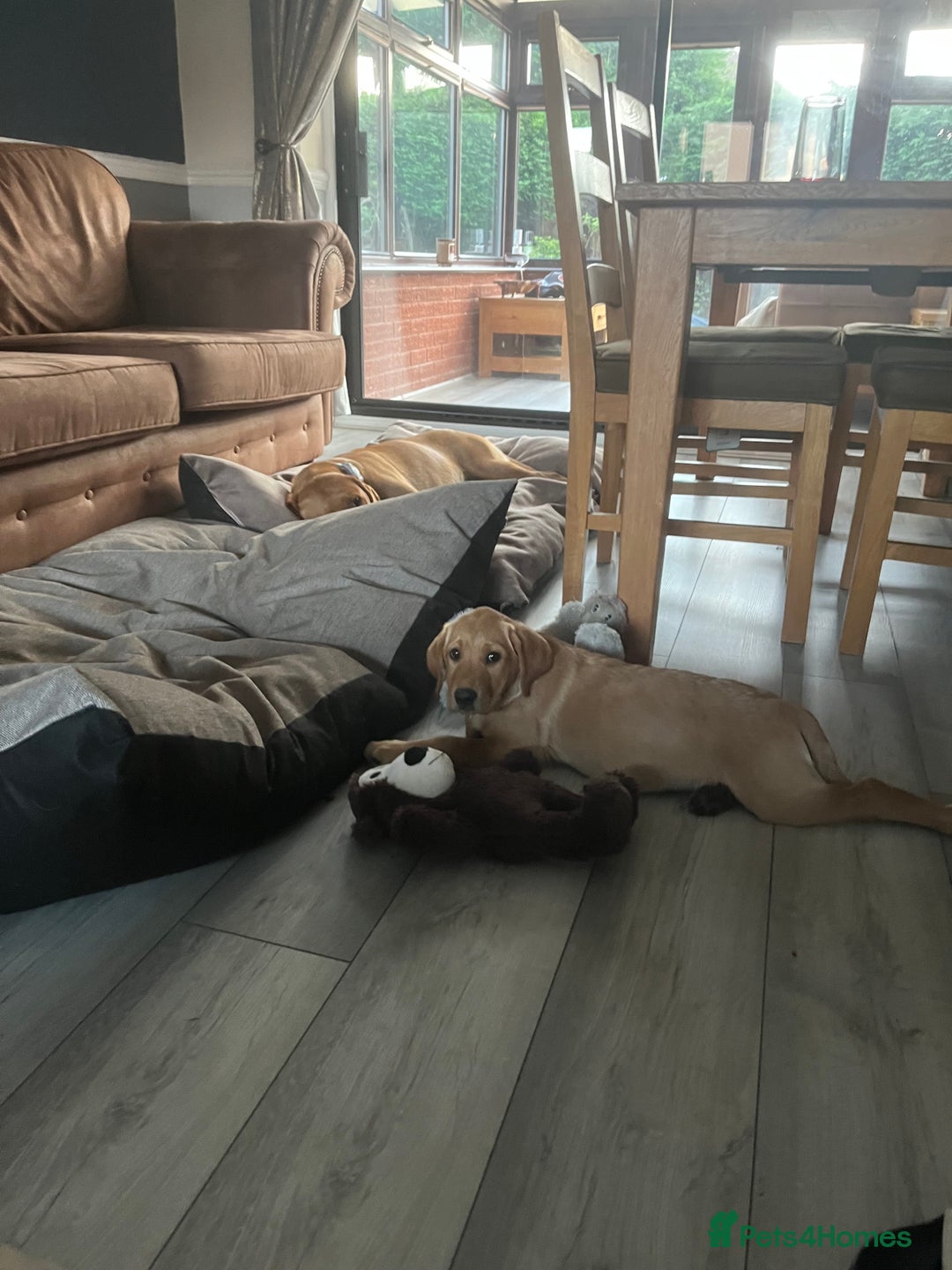 Labrador Retriever dogs for sale: Ready to leave! Beautiful KC Fox Red Labrador Girl - Image 29