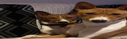 Basenji dogs for sale:  basenji puppies from pure breed mother father kc - Advert 10