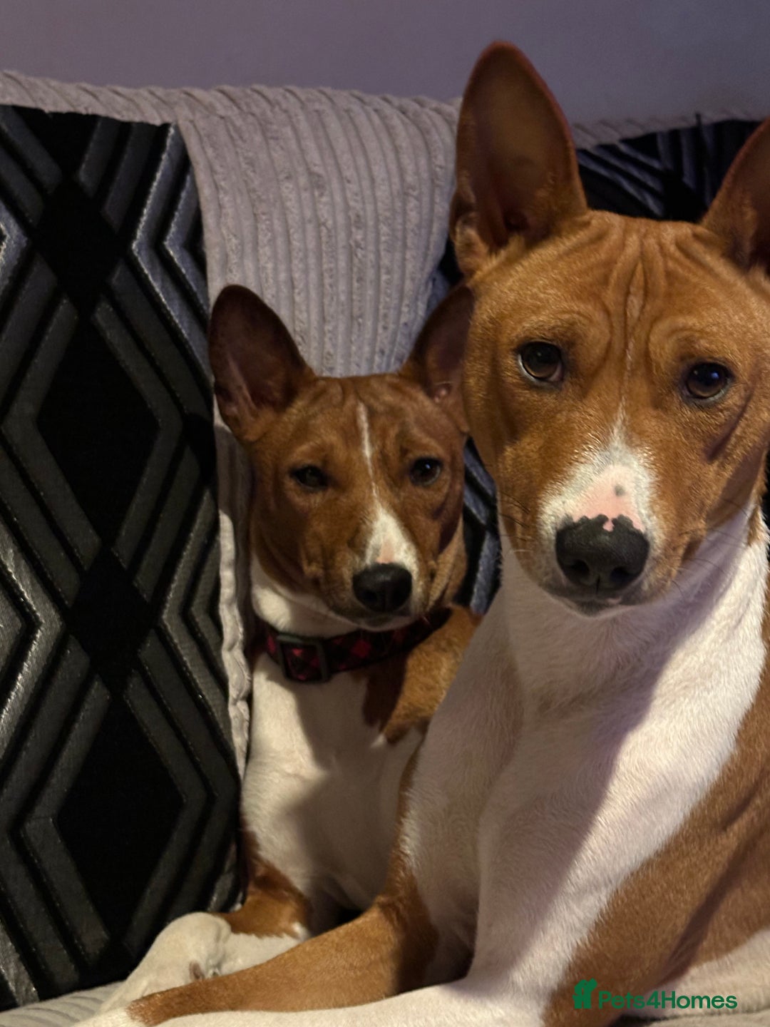 Basenji dogs for sale:  basenji puppies from pure breed mother father kc - Advert 10