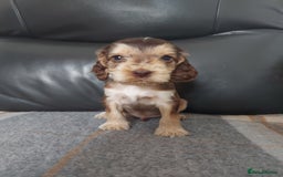 Cocker Spaniel dogs for sale: 8 beautiful kc reg show cocker puppy for sale - Image 3