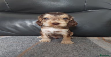 Cocker Spaniel dogs - Advert 14