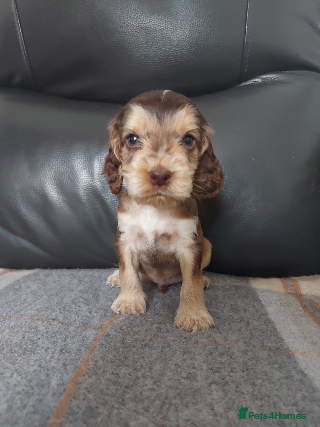 Cocker Spaniel dogs for sale: 8 beautiful kc reg show cocker puppy for sale - Image 3
