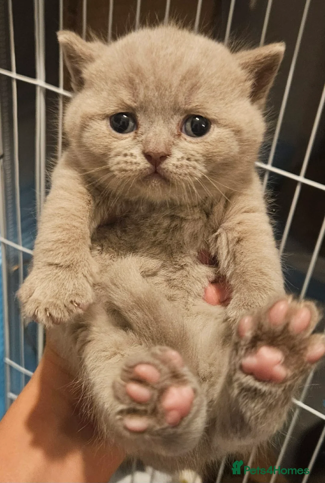 British Shorthair cats for sale: ✨ Stunning British Shorthair Kittens Available ✨ - Advert 16