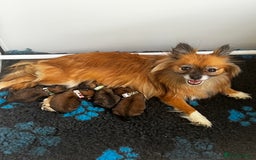 Pomeranian dogs for sale: Gorgeous Pomeranian Puppies, 2 Boys and Two Girls - Image 1