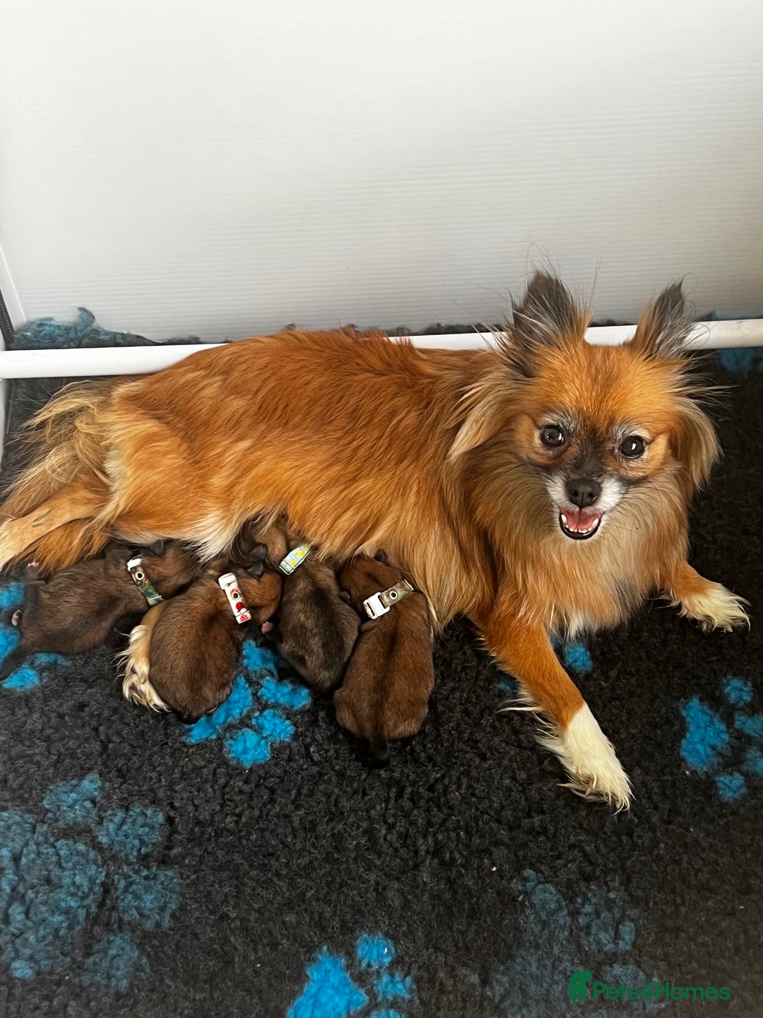 Pomeranian dogs for sale: Gorgeous Pomeranian Puppies, 2 Boys and Two Girls - Image 1