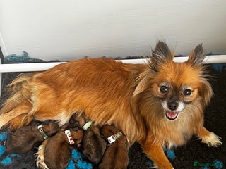 Pomeranian dogs for sale - Advert 1