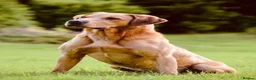 Labrador Retriever dogs for sale: For Red Labrador pups. KC REG/COUNCIL LICENSED  - Advert 4