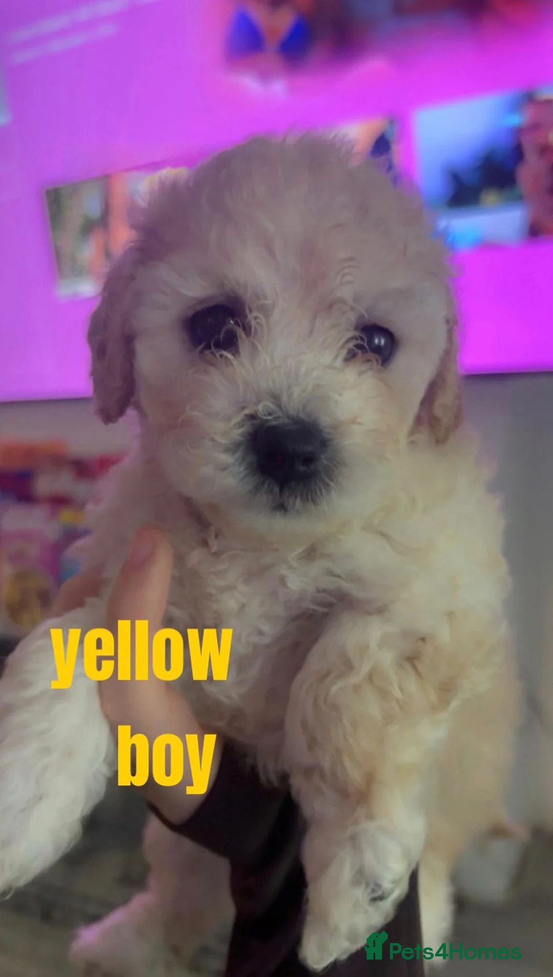 Cavapoochon dogs for sale: *REDUCED*LAST BABY GIRLS LEFT READY TO LEAVE NOW  - Advert 14