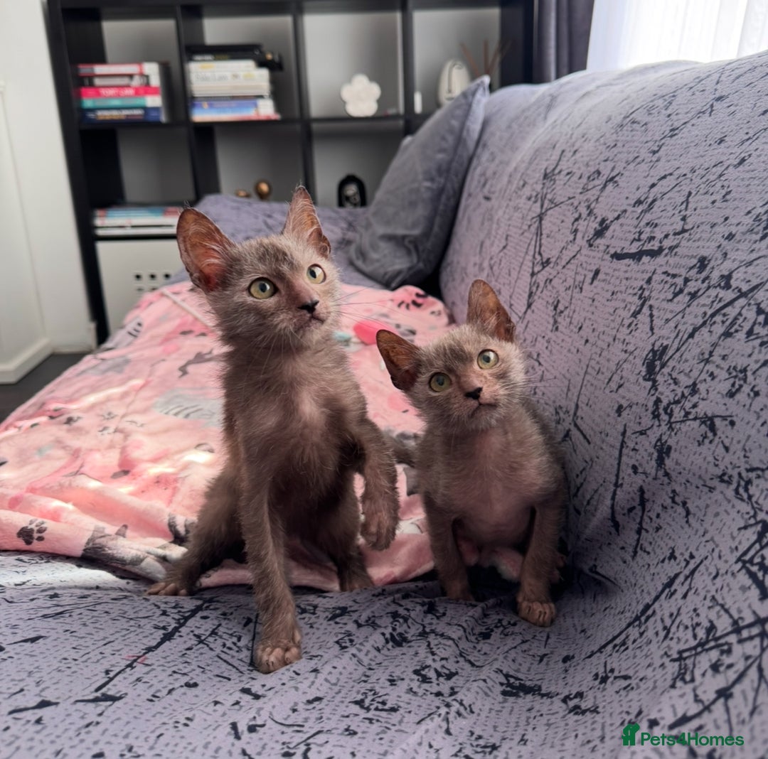 Lykoi cats for sale: Loving Lykoi lap kittens (open to offers) - Image 4