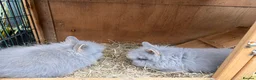 Lionhead rabbits for sale: Double mane lion head baby’s for sale  - Advert 17