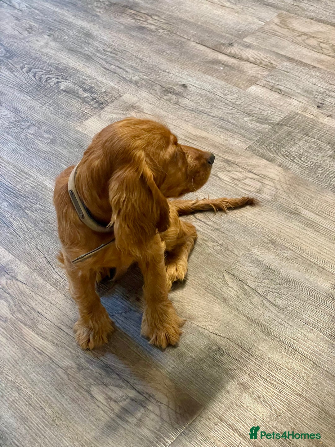 Cocker Spaniel dogs for sale: et Buster: Fully Trained Loving Red Cocker Spaniel - Advert 3