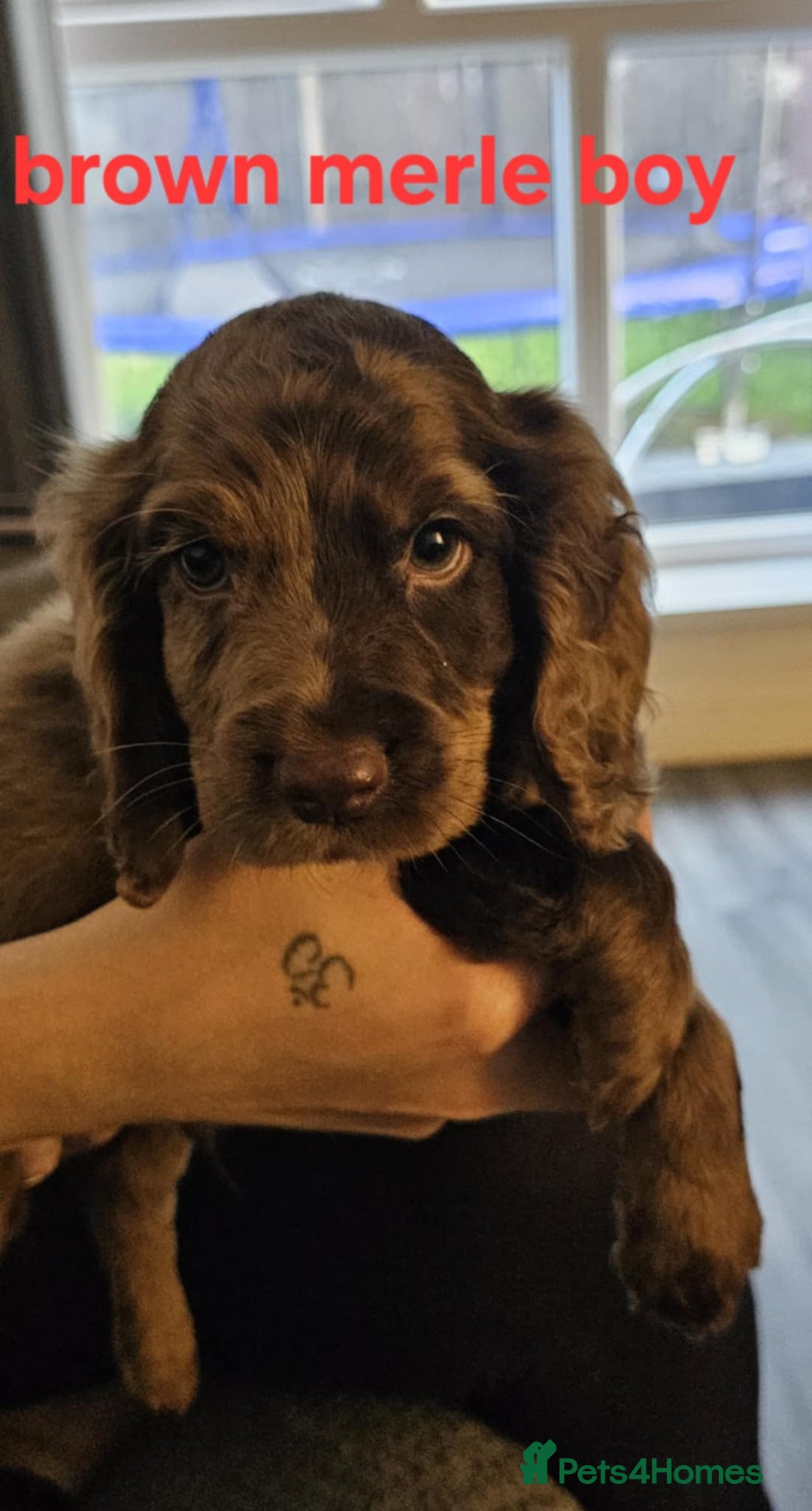 Cocker Spaniel dogs for sale: Beautiful Cocker spaniels - Image 2