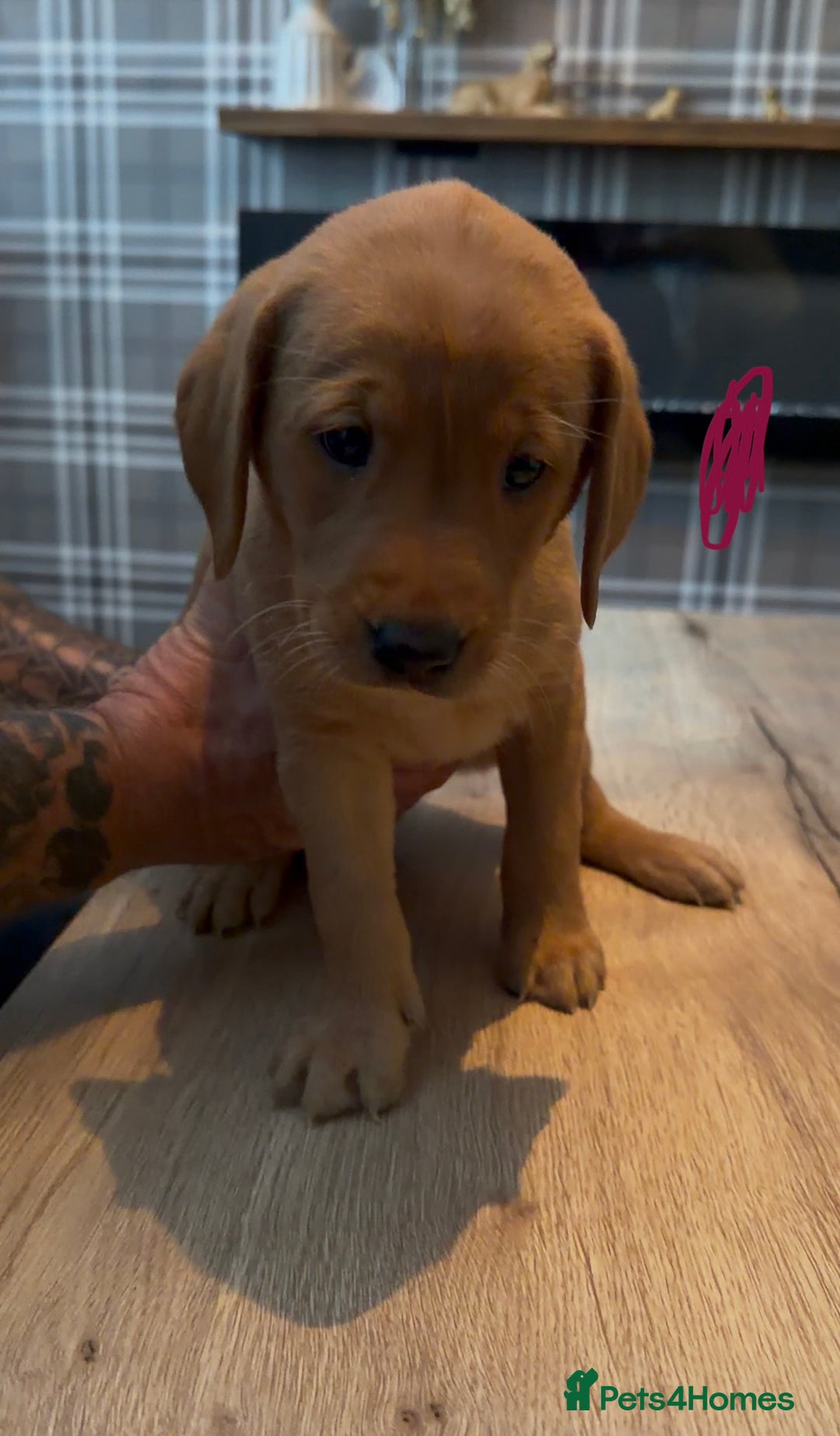 Labrador Retriever dogs for sale: Fox Red Labrador Puppies - Advert 6