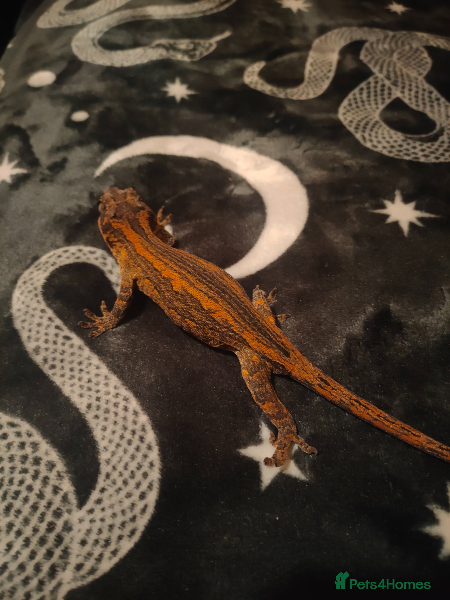 Gecko reptiles Multiple species of geckos and frog for sale  - Advert 1